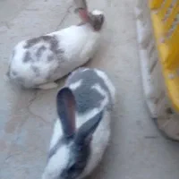 فروش یه جفت خرگوش خارجی|موش و خرگوش|بانه, |دیوار