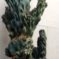 گیاه لوکس صخره ای بالای یک متر ، باقالی محلی