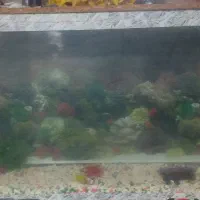 اکواریوم سالم