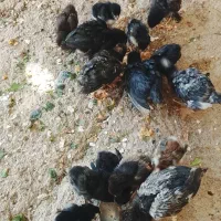 چند عدد جوجه محلی پاکوتا لاری به فروش میرسد