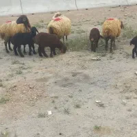 ۴راس میش بردار