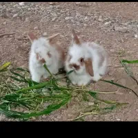 حیوانات خانگی لوپ هلندی توجه  توجه