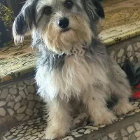 شیتزو گمشده