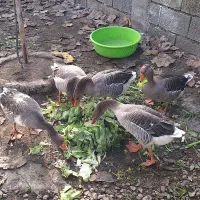 غاز محلی بالغ درشت سالم سرحال