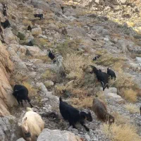 ۱۴راس بز جوان