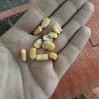 ذرت|لوازم جانبی حیوانات|آباده, |دیوار