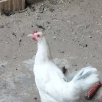 خروس گلین مرغ تخمگذار|حیوانات مزرعه|حمیدیه, |دیوار