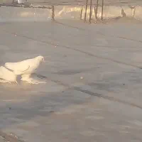 مایا چوخ ایاخ  اوجا  ۱۵۰۰ بخاطر نداشتن جفت