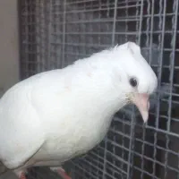 کبوتر سفید اراکی اصیل|پرنده|شیراز, عادل آباد|دیوار