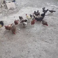 فروش مرغ وخروس قرچک باقرآباد قشلاق دوم|حیوانات مزرعه|قرچک, باقرآباد|دیوار