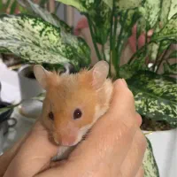 همستر مادر|موش و خرگوش|بوشهر, |دیوار