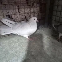 سفید دمگیر|پرنده|اصفهان, شاهد|دیوار