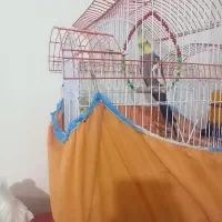 یک جفت توطی عروس بالغ به همراه قفس|پرنده|رشت, فخب|دیوار