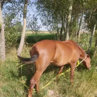 اسب مادیان|اسب و تجهیزات اسبسواری|بستان آباد, |دیوار