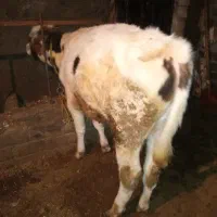 گوساله‌ی نر ۱ساله|حیوانات مزرعه|هشترود, |دیوار