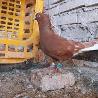 کبوتر دم سفید دوری