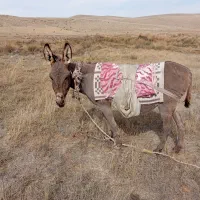 الاغ