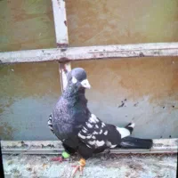 سینه و کلاغ