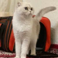 اسکاتیش بریتیش ۱۵ ت
