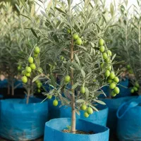 جشنواره پاییزی فروش نـهـاـل صنوبر تا 40٪ تخفیف|خدمات باغبانی و درختکاری|سراب, |دیوار