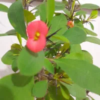 گلهای طبیعی