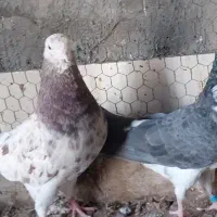 پرشی نر|پرنده|قم, باغ کرباسی|دیوار