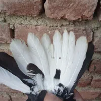 کبوتر|پرنده|انزل, |دیوار