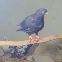 کاغذی زاغ|پرنده|تربت‌حیدریه, مظفریه|دیوار