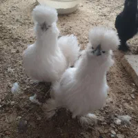 جوجه یک روزه تخم نطفه دار برهما ابریشمی و لهستانی|حیوانات مزرعه|شیراز, حافظیه|دیوار