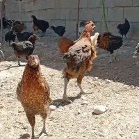 جوجه|حیوانات مزرعه|مشهد, موسوی قوچانی|دیوار