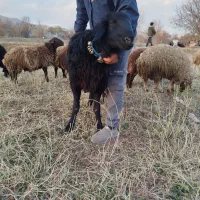 بره قوچ|حیوانات مزرعه|اراک, |دیوار