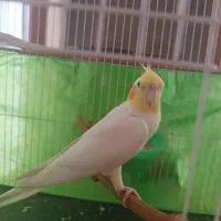 یک عدد عروس هلندی لوتینو سفید|پرنده|نیشابور, شهرک اندیشه|دیوار