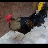 خروس