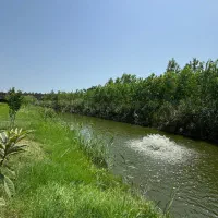 کلبه سوئیسی کنار مرداب بندر انزلی|اجارهٔ کوتاهمدت ویلا و باغ|رشت, گلسار|دیوار