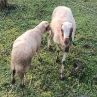 گوسفند و بره