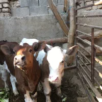 دخترای خشگل سیمینتال