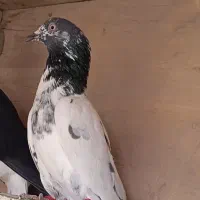 کبوتر چادری پلاکی شهرستانی پاکستانی تهرانی رنگی چپ