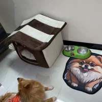 پامر روباهی|سگ|شاهین‌شهر, مخابرات (شهید بهشتی)|دیوار