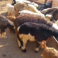 بره|حیوانات مزرعه|اهواز, کوی باهنر|دیوار