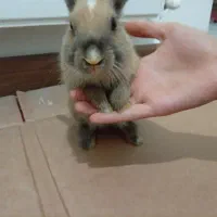 خرگوش، جنسیت نر