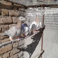 سرکله دار،خطی|پرنده|بوئین زهرا, |دیوار