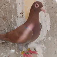 کبوتر