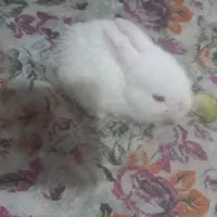 خرگوش کوچولو