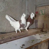 کبوتر|پرنده|قشم, |دیوار