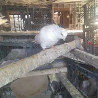 کبوتر نر خال پیس|پرنده|شاهین دژ, |دیوار