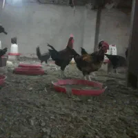 خروس مجلی جوان|حیوانات مزرعه|فسا, |دیوار