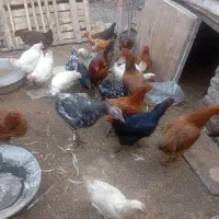 تعدادی مرغ و خروس