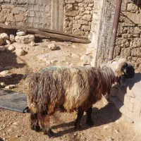 شیشک فروشی سالم  شماره تماس