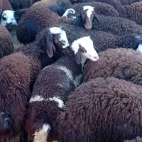 چهل راس بره نر