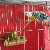 مرغ عشق درجه ۱